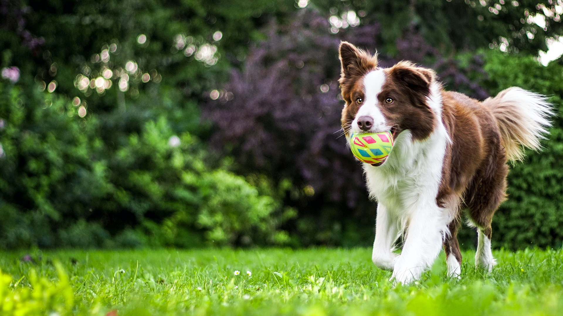 Cane che corre sul prato con una palla in bocca