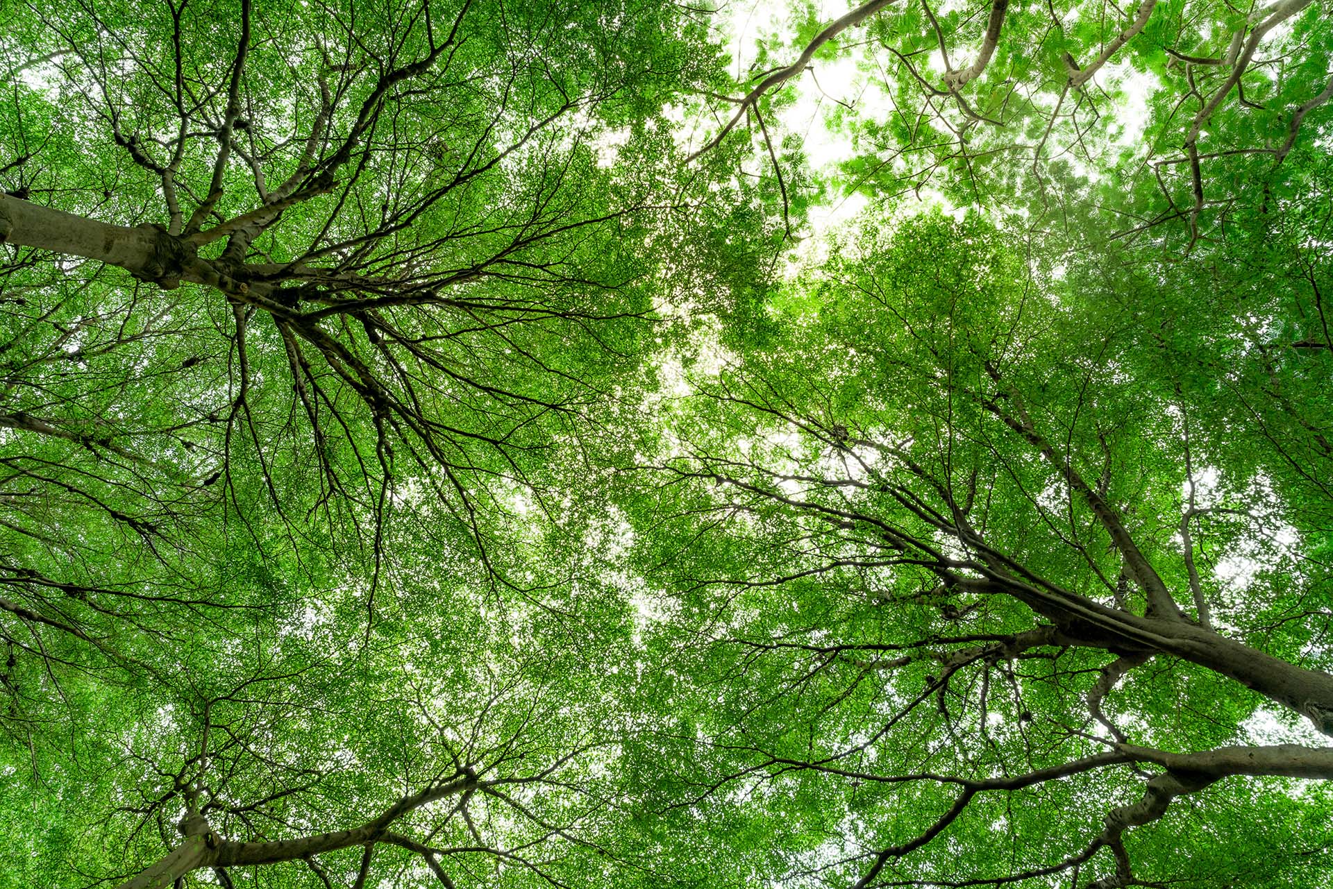 Fronde degli alberi viste dal basso