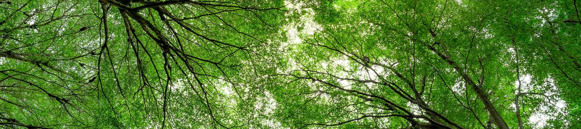 Fronde degli alberi viste dal basso Fronde degli alberi viste dal basso