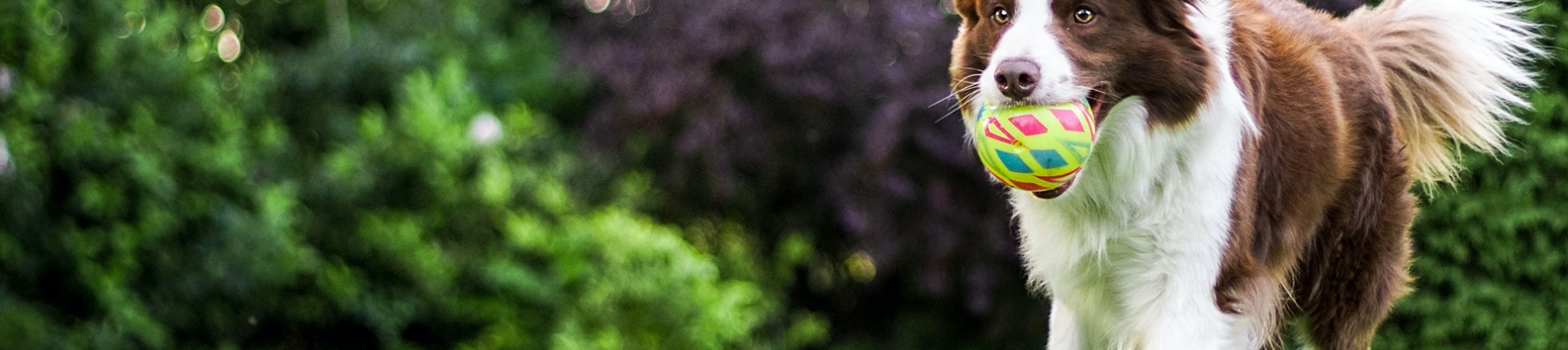 Cane che corre sul prato con una palla in bocca Cane che corre sul prato con una palla in bocca